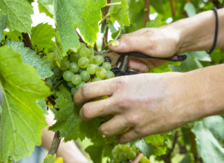 Jura. « Nous sommes heureux, nous avons de la vendange »