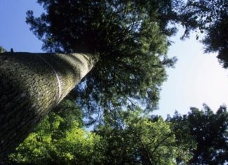 Jura : un peu d’espoir pour les forêts