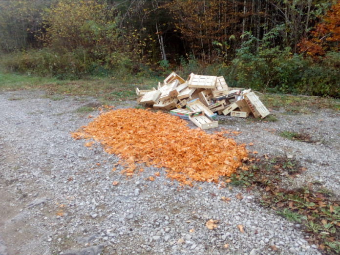 POLIGNY-POLICE MUNICIPALE-CHAMPIGNONS-ROUMAINS (8)