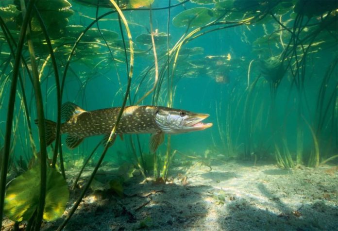 BROCHET SOUS L'EAU