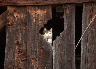 Quel voisinage entretenons-nous ?