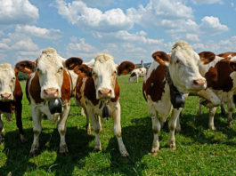 Jura. Traçabilité des bovins : un rappel des règles avant l’estive Vache Montbéliarde réglementation élevage bovin Jura