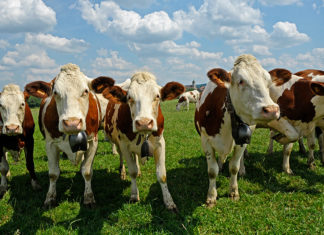 Vache Montbéliarde réglementation élevage bovin Jura