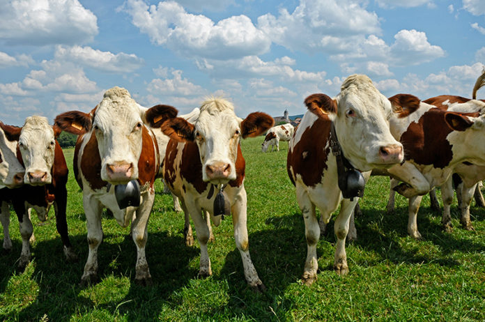 Vache Montbéliarde réglementation élevage bovin Jura