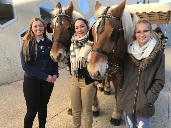 chevaux expo