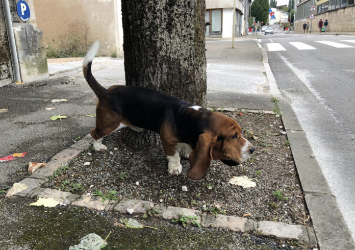 chien 1