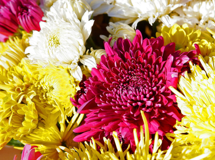 1280px-Chrysanthemums
