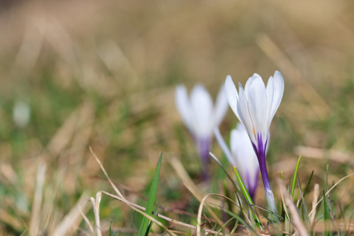 crocus_vernus2013_3_Brendan-GREFFIER