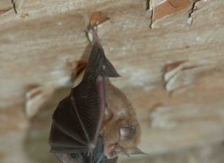 Comptage de ces petites bêtes