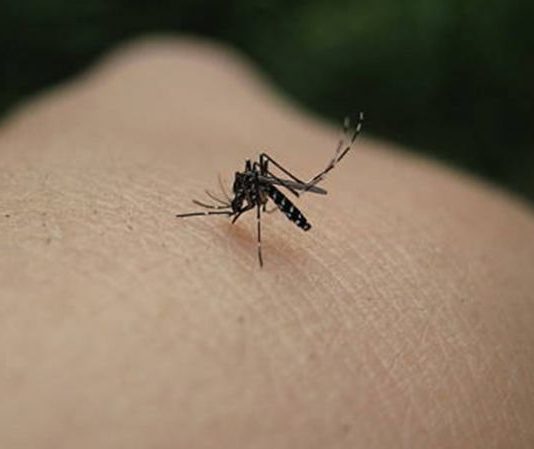 moustique tigre franche comté