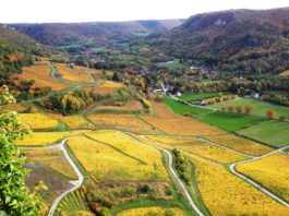 Dossier terroir. Les vins du Jura, une filière qui garde le cap Vins du Jura chiffres