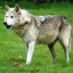 Wolf_at_Woburn_Safari_Park