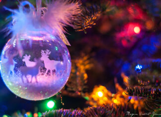 Le roi des forêts s’invite dans nos salons