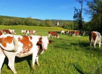 Vache Montbéliardes dans les prés