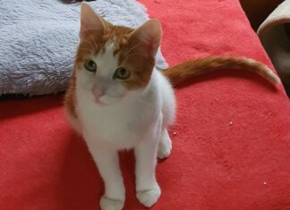 Une nouvelle association à Lons : « Fight for animals »