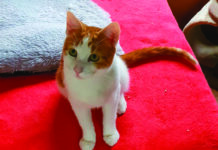Photo d'un chat sur un canapé