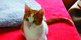 Photo d'un chat sur un canapé
