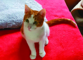 chat Hérault tribunal