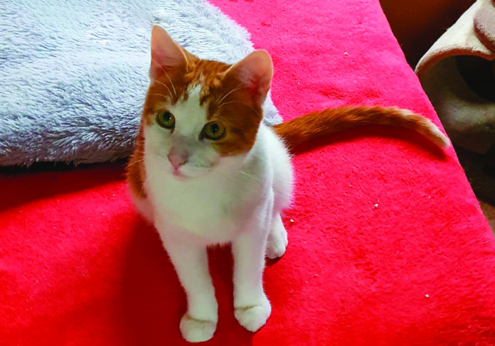 Photo d'un chat sur un canapé