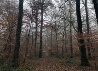 Coupes sombres à l’ONF