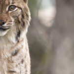 Lynx-boréal-©-Guillaume-FRANCOIS
