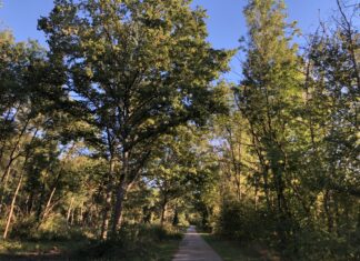 Jura. Les forêts du Jura en mode Phénix