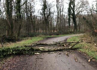 Vigilance jaune vent violent dans le Jura