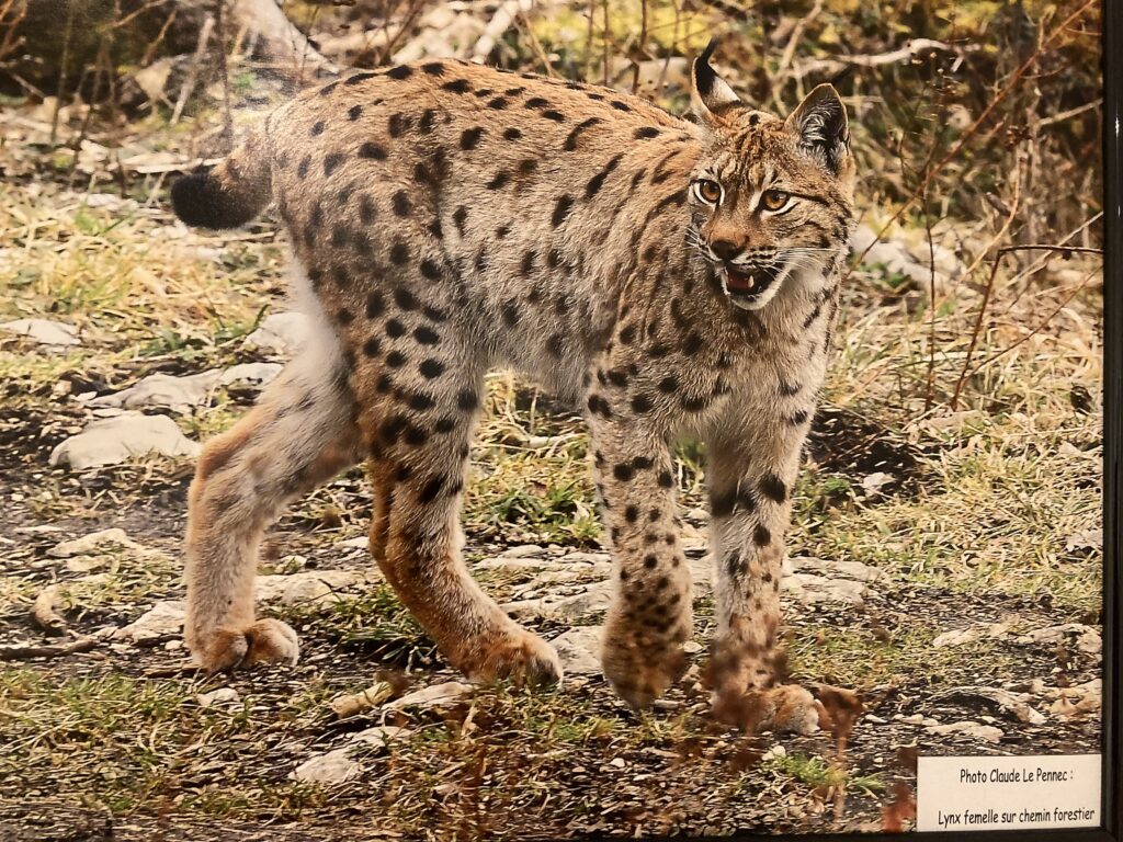 Le Lynx qui rugis. Photo Claude Le Pennec : Lynx Femelle sur chemin forestier