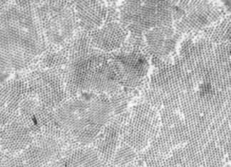 Une campagne nationale de vaccination contre les papillomavirus humains