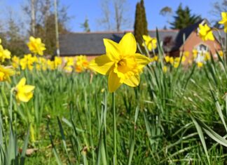 Une enquête pour recenser les plantes printanières de la région