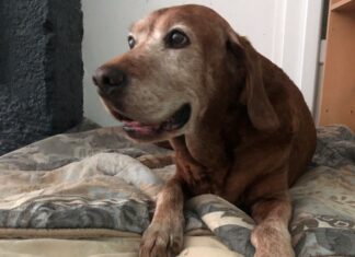 Protéger animaux canicule