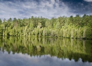 Route des sapins Jura