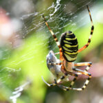 epeire-fasciee-argiope-bruennichi_JeanClaudeVarlez (1)