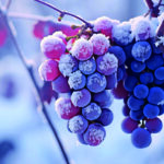 A Breathtaking Closeup of Snow-Covered Grapes, Capturing the Sub