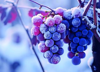 Dossier de la semaine. Gel dans le vignoble : « Il faut répondre à l’urgence »