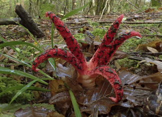 Région. Une enquête participative sur la répartition régionale du clathre d’Archer