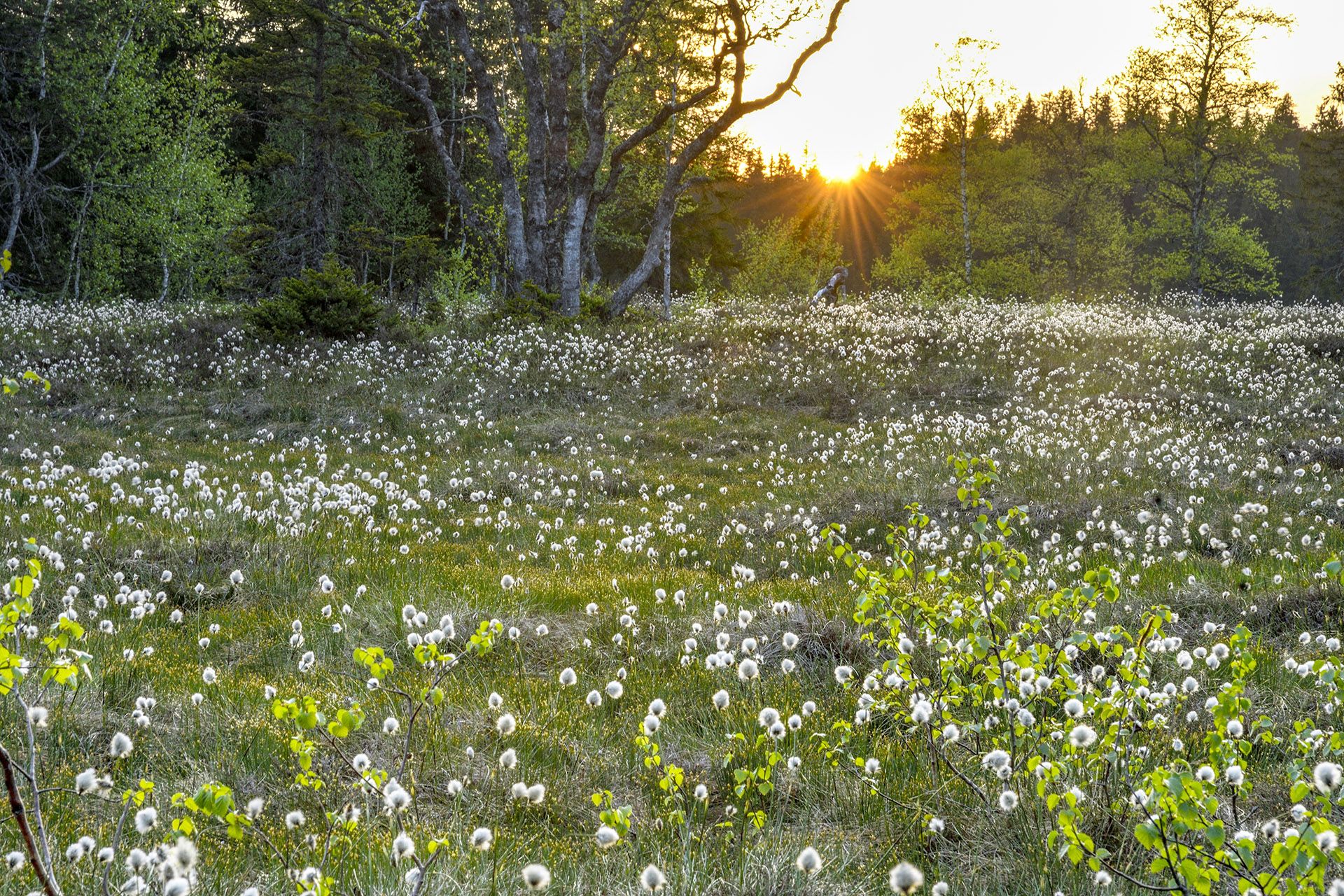 Haut-Jura. Massif du Jura : une tournée cinécyclo originale ! | Hebdo ...