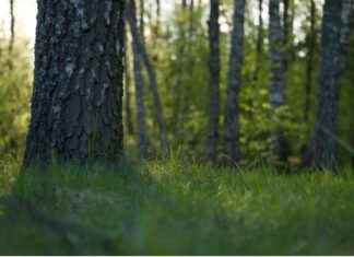 Forêt de la Joux Jura