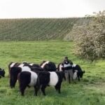 VACHES GALLOWAY3