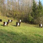 vaches galloway2