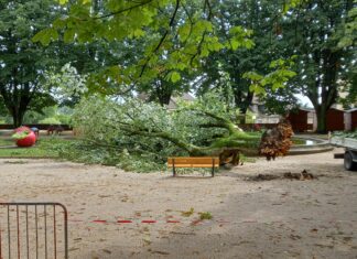 Dole. Les orages et le vent déracinent un arbre sur le cours Saint-Mauris