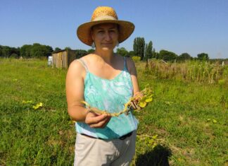 Arbois. S O S Courges !