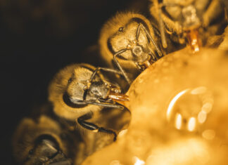 Jura. Abeilles : un appel à les protéger !