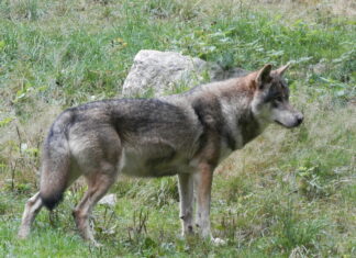 Haut-Jura. Cinq associations saisissent le Conseil d’État contre la régulation du loup