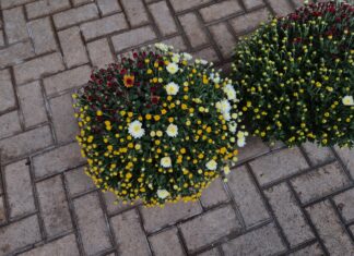 Lons-le-Saunier & Région. Le chrysanthème, l’indétrônable de la Toussaint