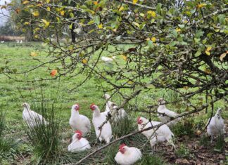 Le Poulet de Bresse : un trésor du terroir perpétué à la Ferme du Coq Bressan
