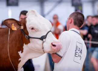 exposition vaches montbéliardes