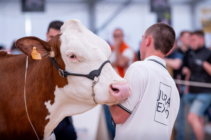 exposition vaches montbéliardes