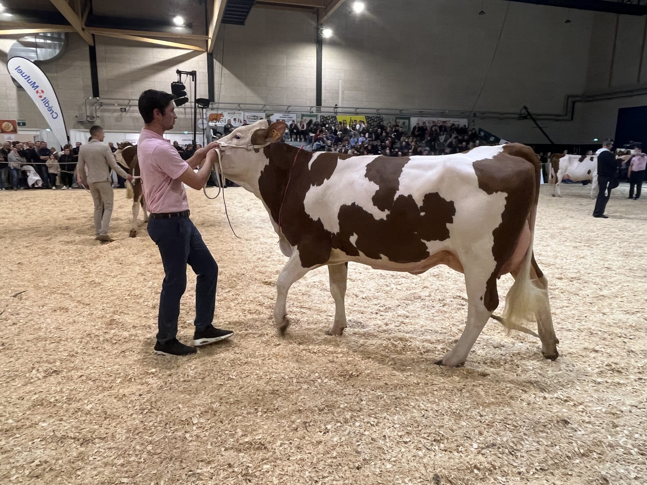 Vache Montbéliarde