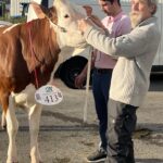 Vache Montbéliarde